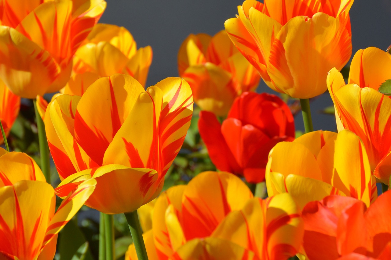 tulips for blog